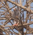 /album/photogallery/lizzard-buzzard-marrakissa-jpg/